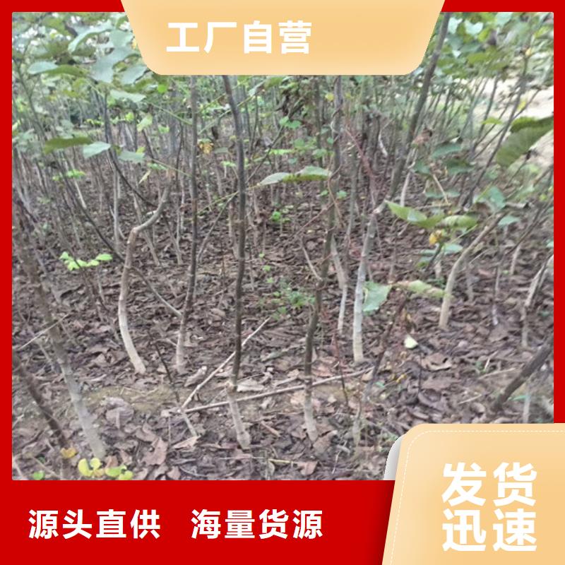 【核桃苗】毛蟠桃树苗基地推荐商家