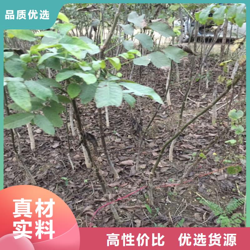 核桃苗葡萄苗基地实力才是硬道理