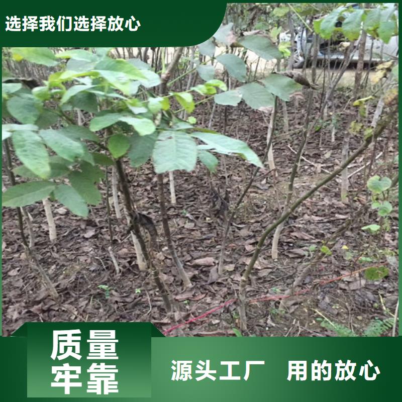 山核桃树苗育苗厂家