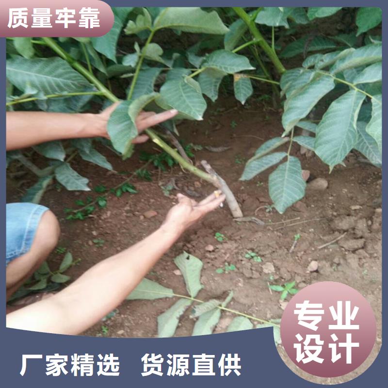 核桃苗【苹果苗基地】优良工艺