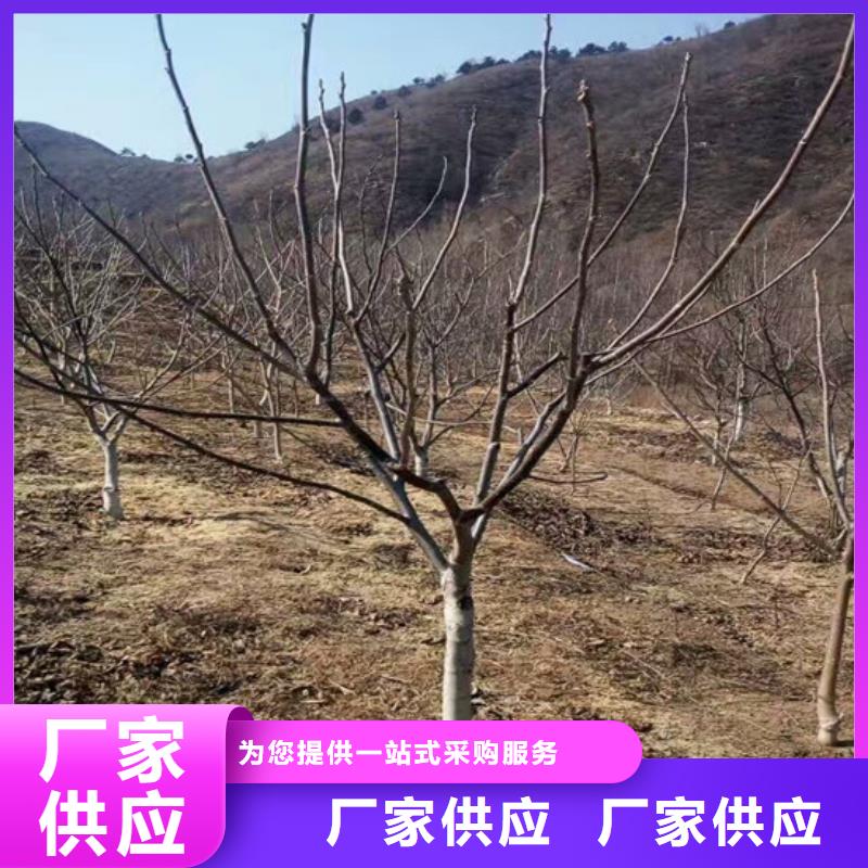 【核桃苗】青苹果树苗产地工厂