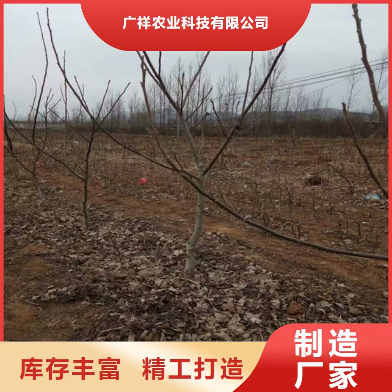 核桃苗【梨树苗基地】质量好