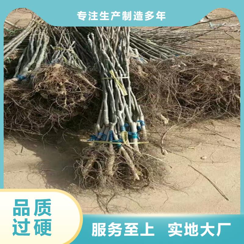 核桃苗【果树苗】一站式采购商