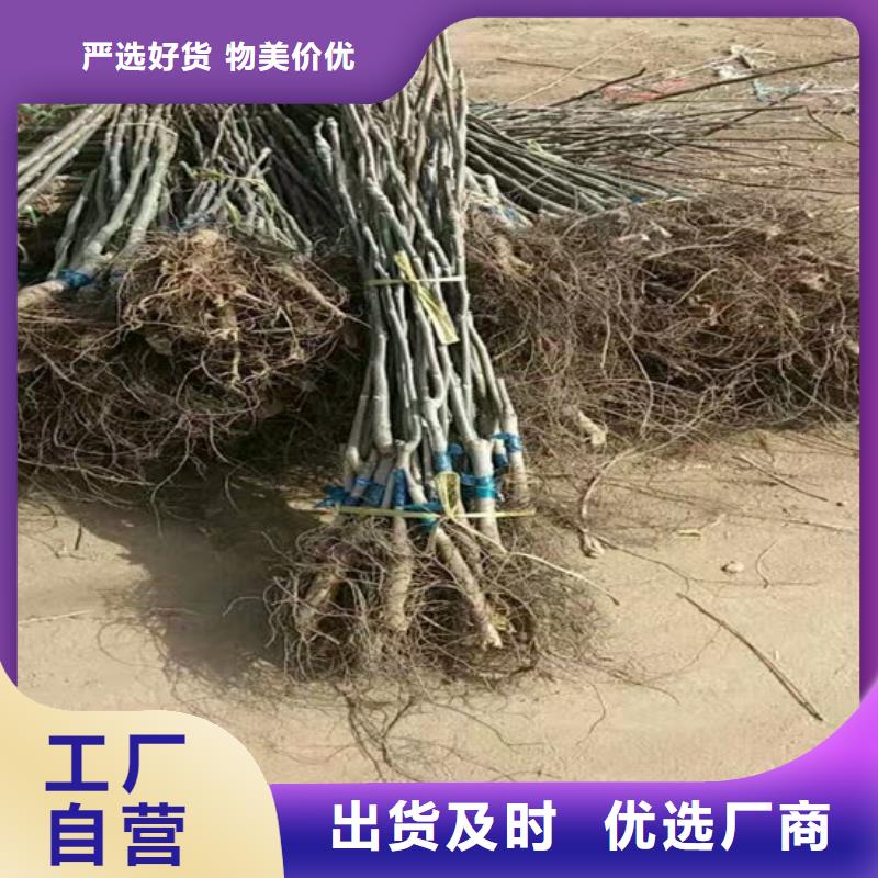 【核桃苗桃树苗基地厂家】