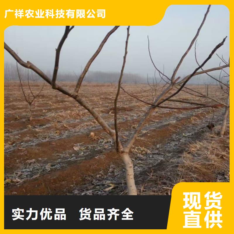 核桃苗【梨树苗基地】质量好