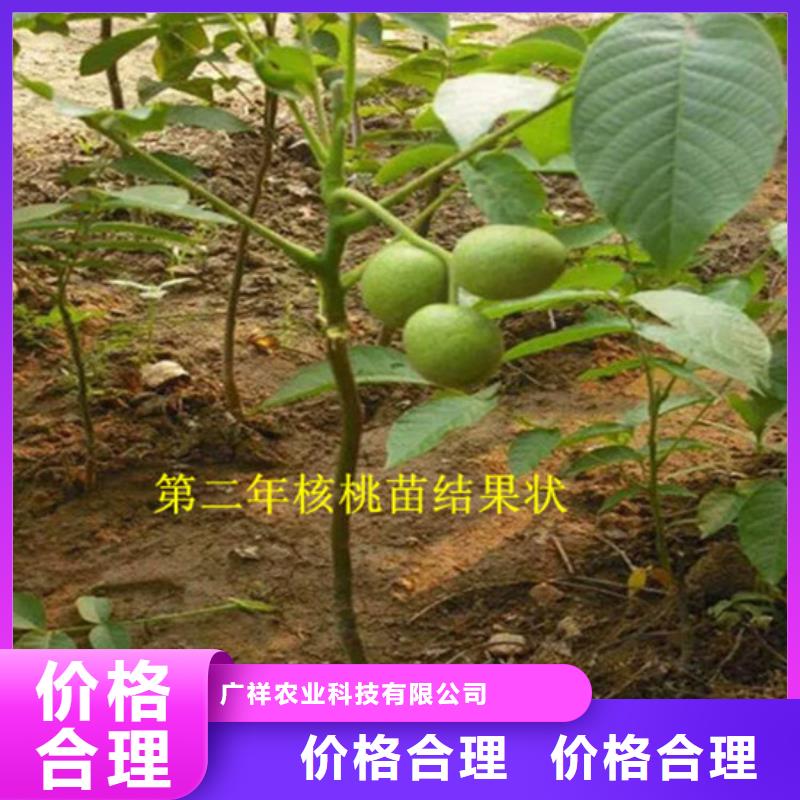 【核桃苗】天仙醉草莓苗厂家直营