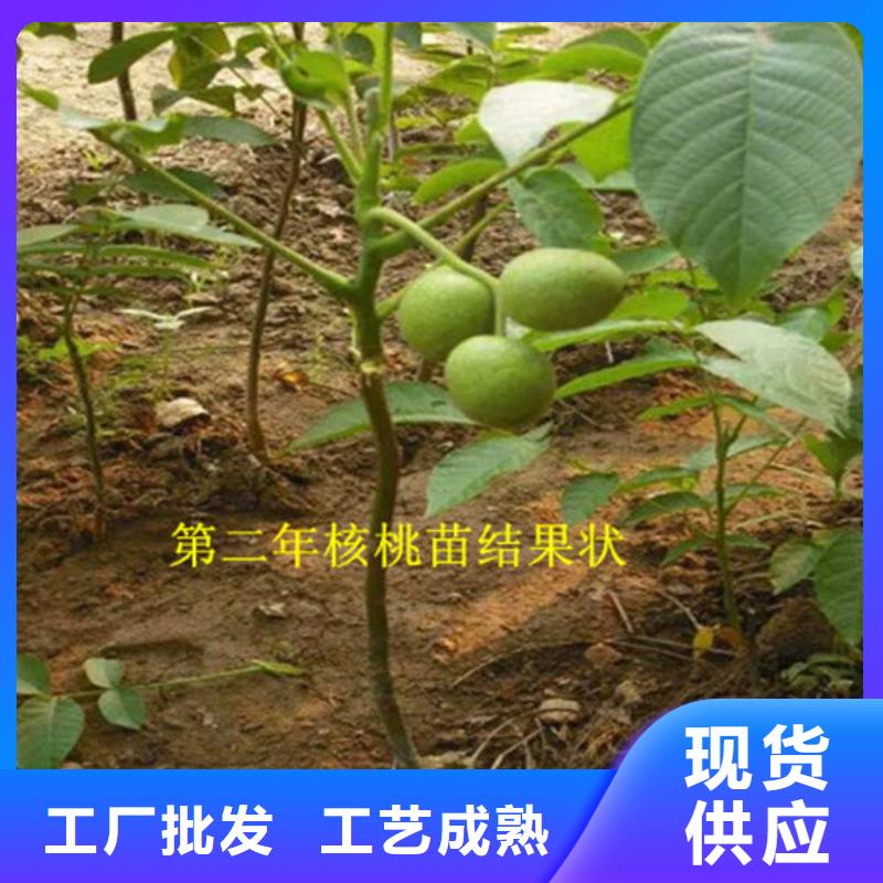 核桃苗【天仙醉草莓苗】好货采购