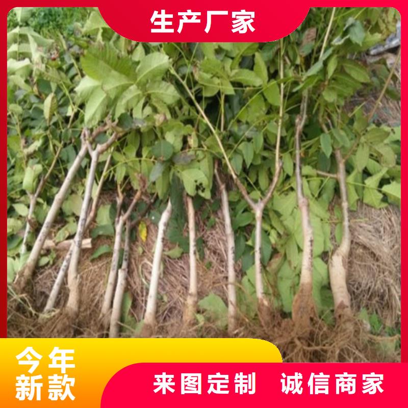 【核桃苗】青苹果树苗产地工厂