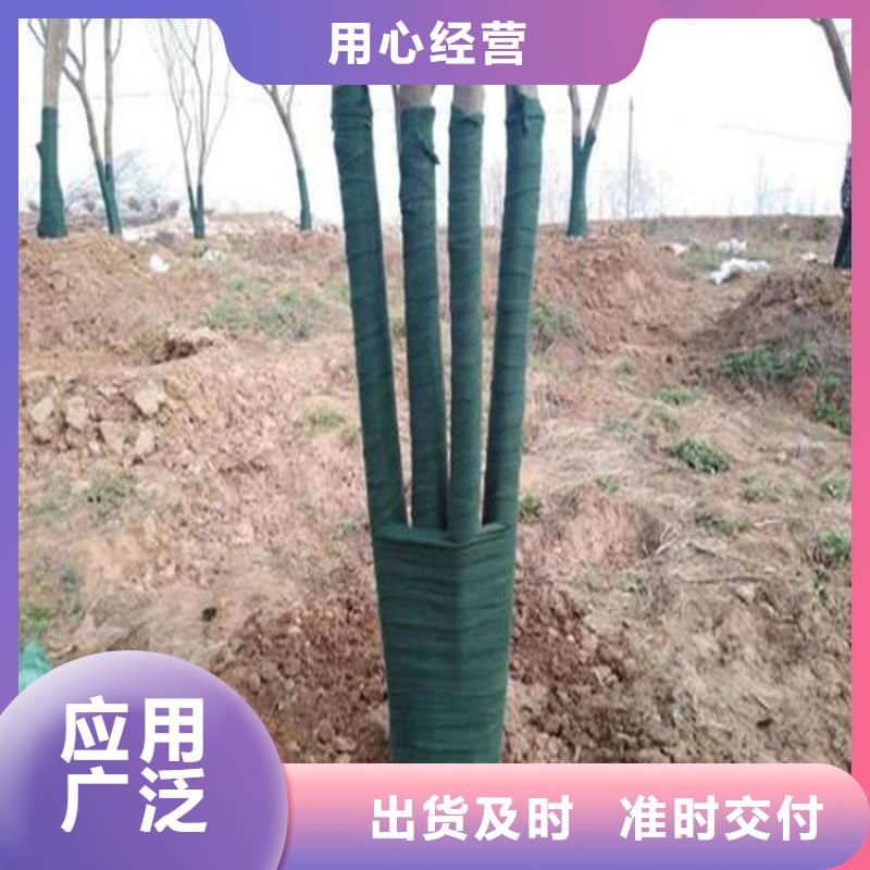 定制[鼎诺]裹树布HDPE土工膜厂家现货供应