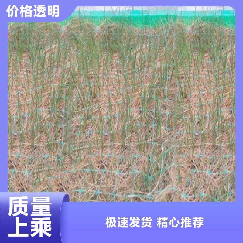 《淄博》经营市麻椰植被毯