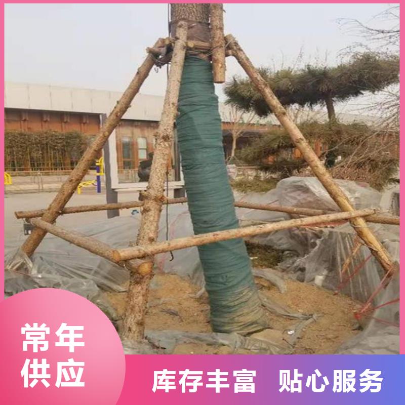 【中齐】大树裹树布缠树带-中齐建材有限公司