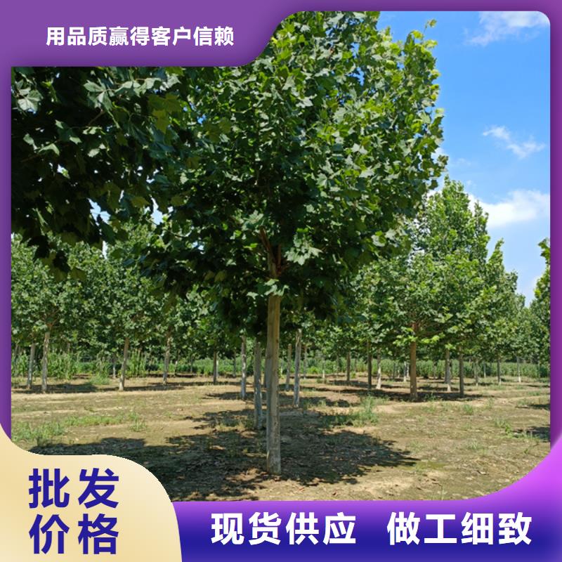 法桐树12公分价格种植基地法桐