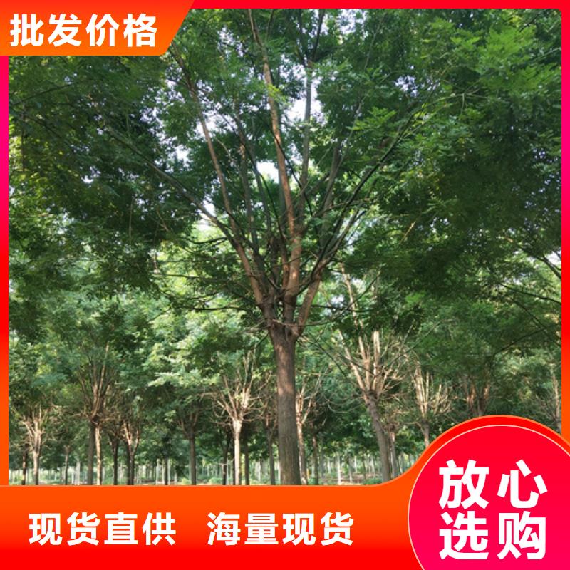 曲靖当地造型法桐价格合理绿化苗木