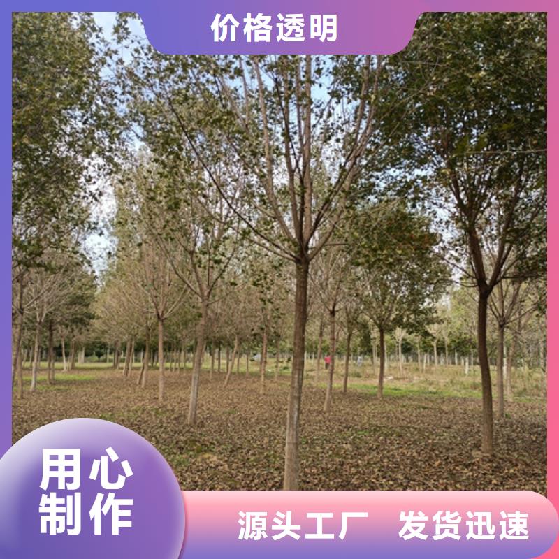 法桐小苗质量保证绿化乔木