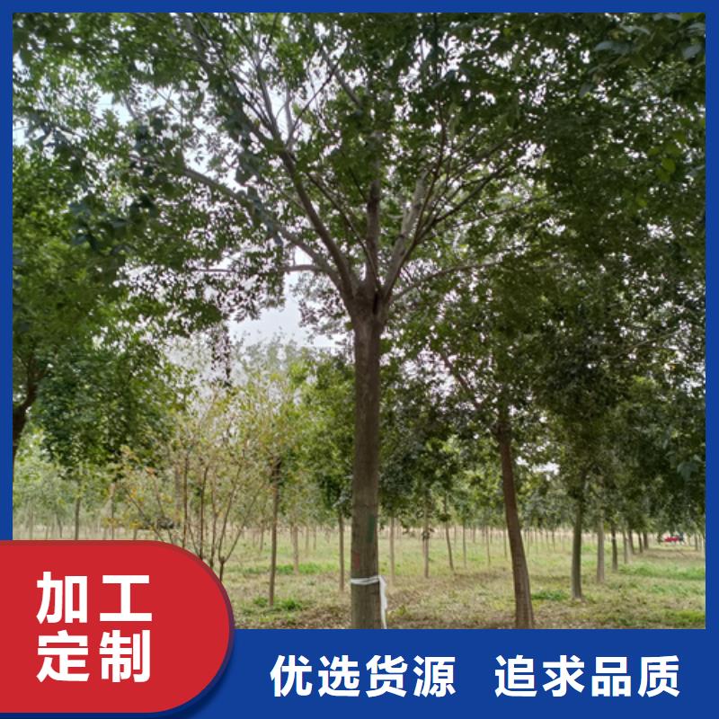 法桐价格价格合理苗木基地