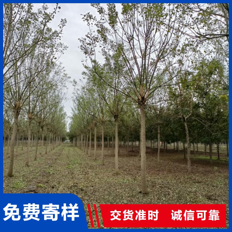 速生法桐质量可靠绿化乔木