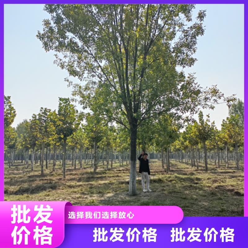 天津购买速生法桐质量保证绿化乔木