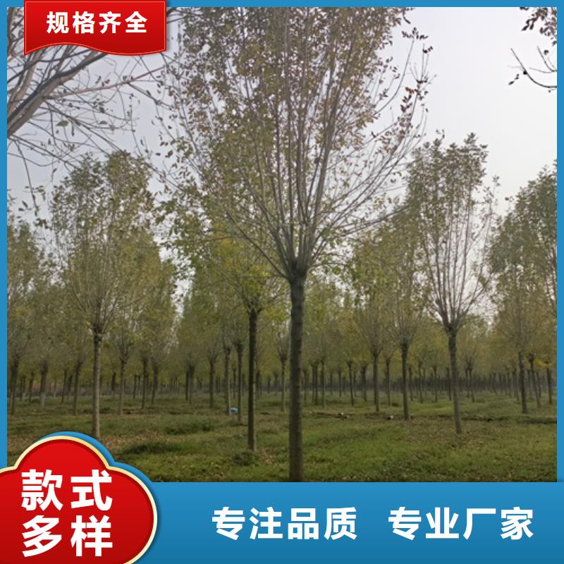 现货供应_速生法桐品牌:翌昊苗木种植基地