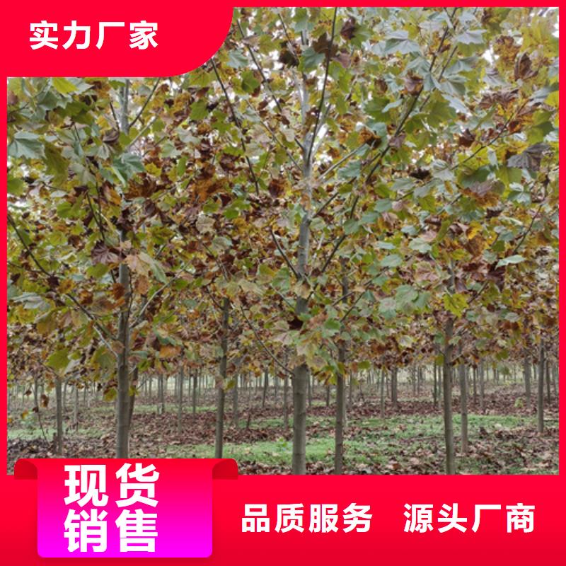 桂林询价速生法桐价格品牌:翌昊苗木种植基地