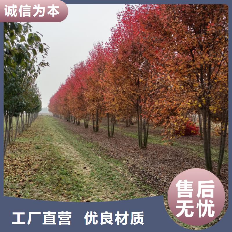 濮阳附近现货供应_速生法桐品牌:翌昊苗木种植基地