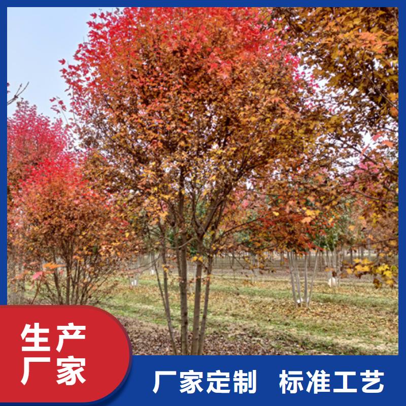 法桐价格种植基地绿化苗木