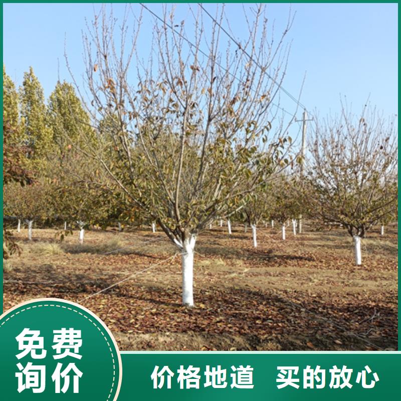 濮阳附近现货供应_速生法桐品牌:翌昊苗木种植基地