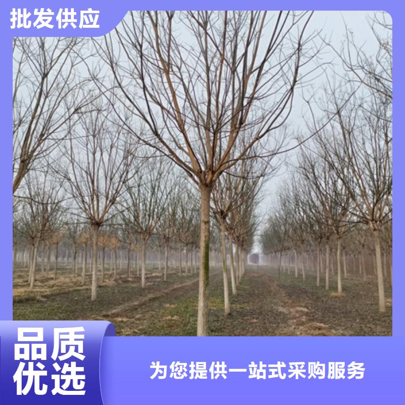 【海东】直销法桐价格基地绿化苗木