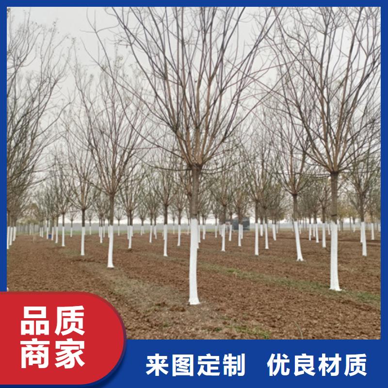 《天津》定做法桐价格种植基地绿化苗木