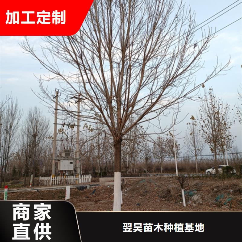 桂林询价速生法桐价格品牌:翌昊苗木种植基地