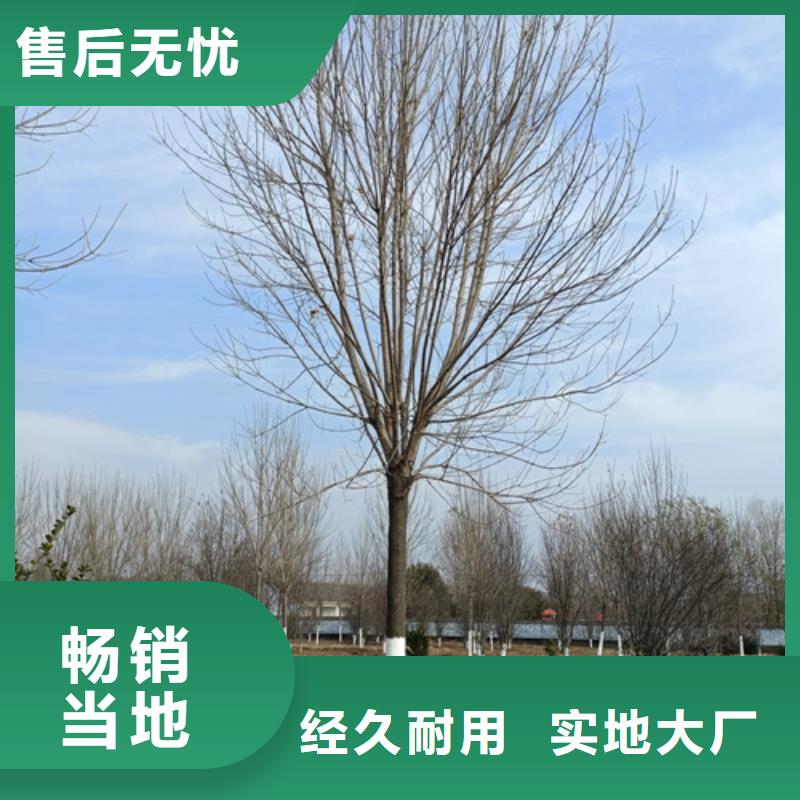 造型法桐质量保证绿化苗木