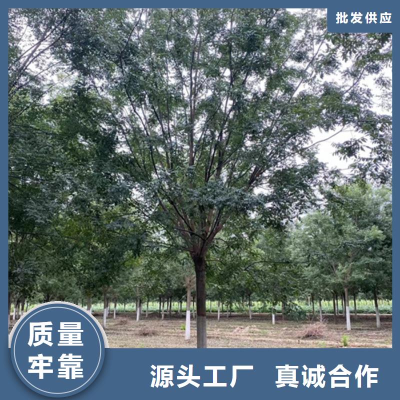 法桐合格才发货