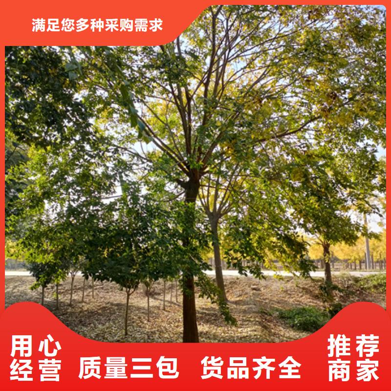 【海东】直销法桐价格基地绿化苗木