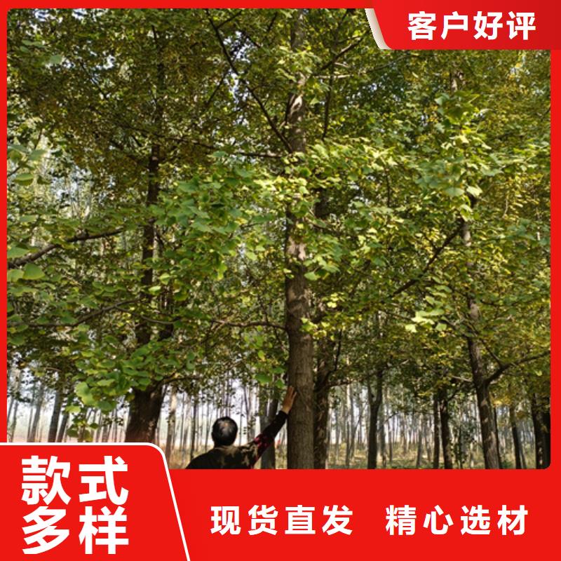 【榆林】咨询速生法桐质量保证绿化苗木
