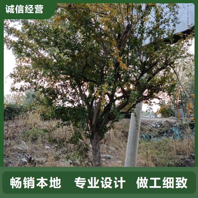 法桐小苗就选翌昊苗木种植基地