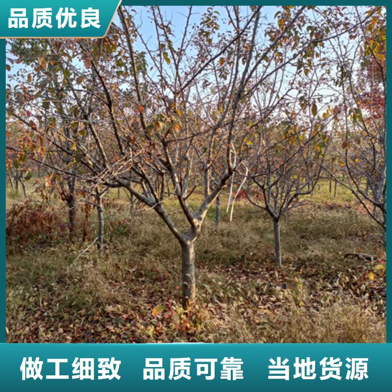 漳州诚信法桐小苗质量保证绿化苗木