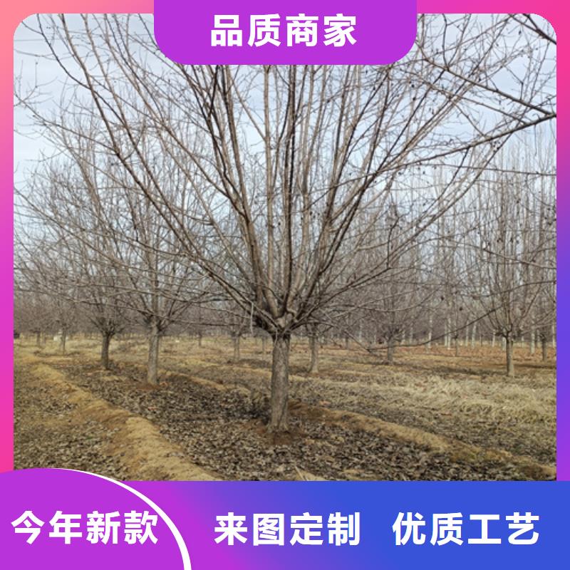 法桐价格价格优惠苗木基地