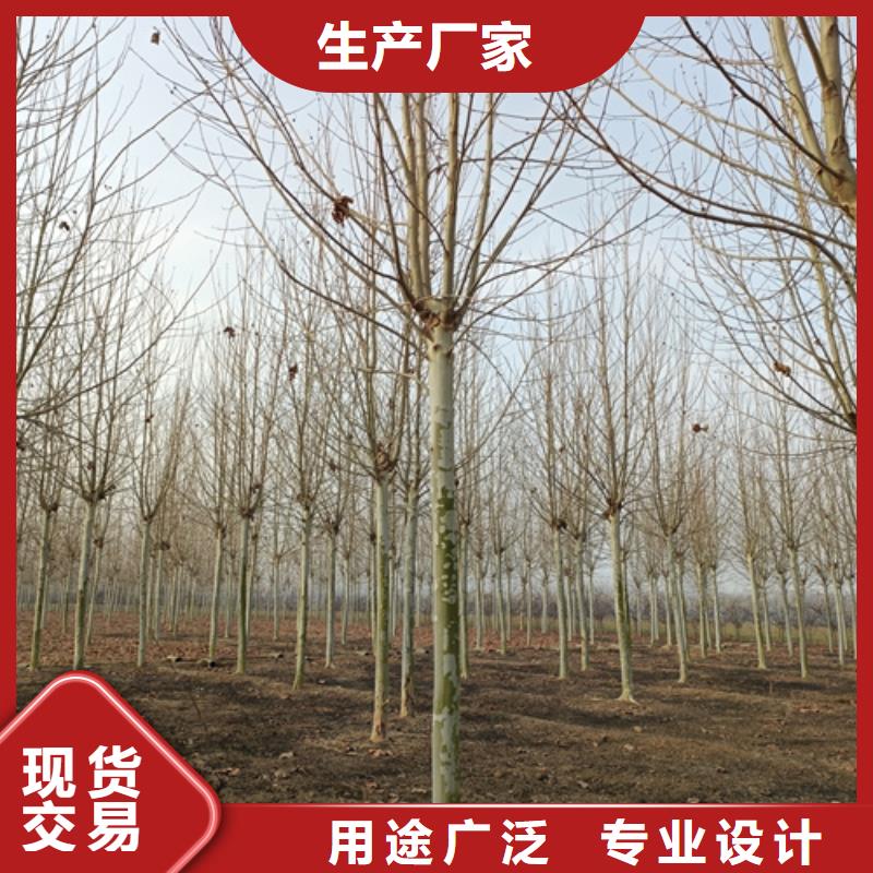 造型法桐质量放心绿化苗木