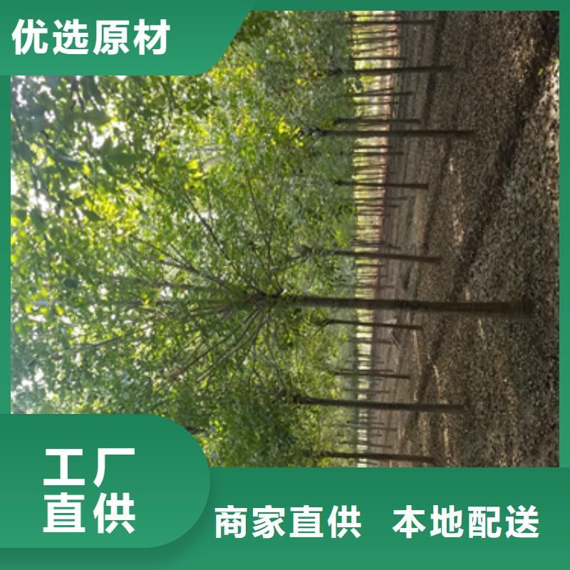 法桐价格种植基地绿化苗木
