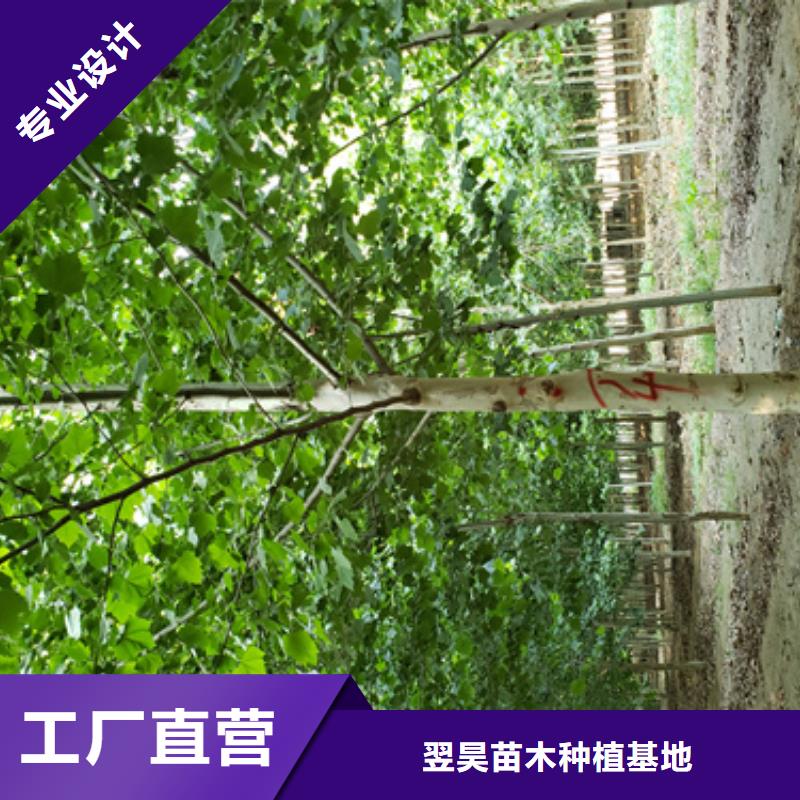 【榆林】咨询速生法桐质量保证绿化苗木