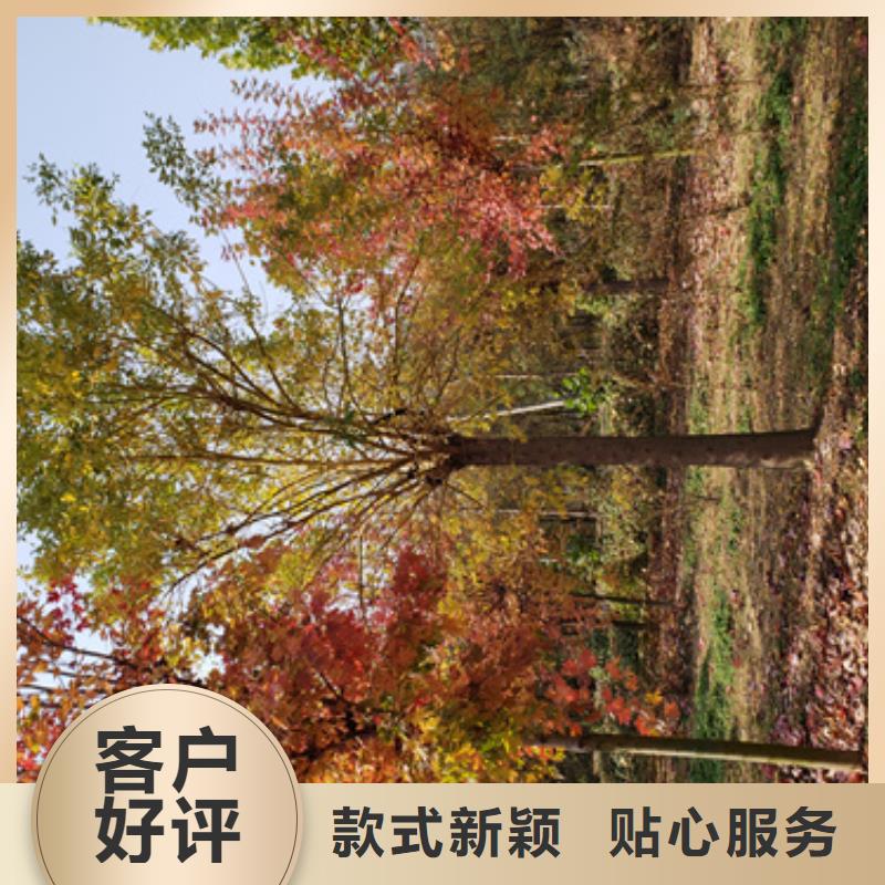 【沈阳】本地造型法桐基地绿化苗木