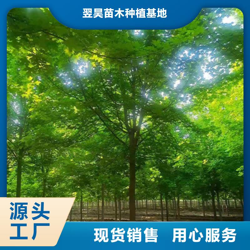 速生法桐种植基地绿化乔木