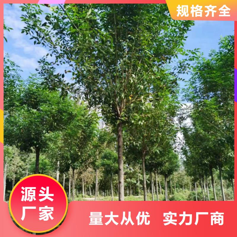 造型法桐种植基地绿化苗木