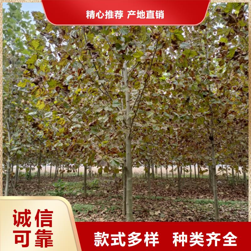 法桐价格种植基地绿化苗木