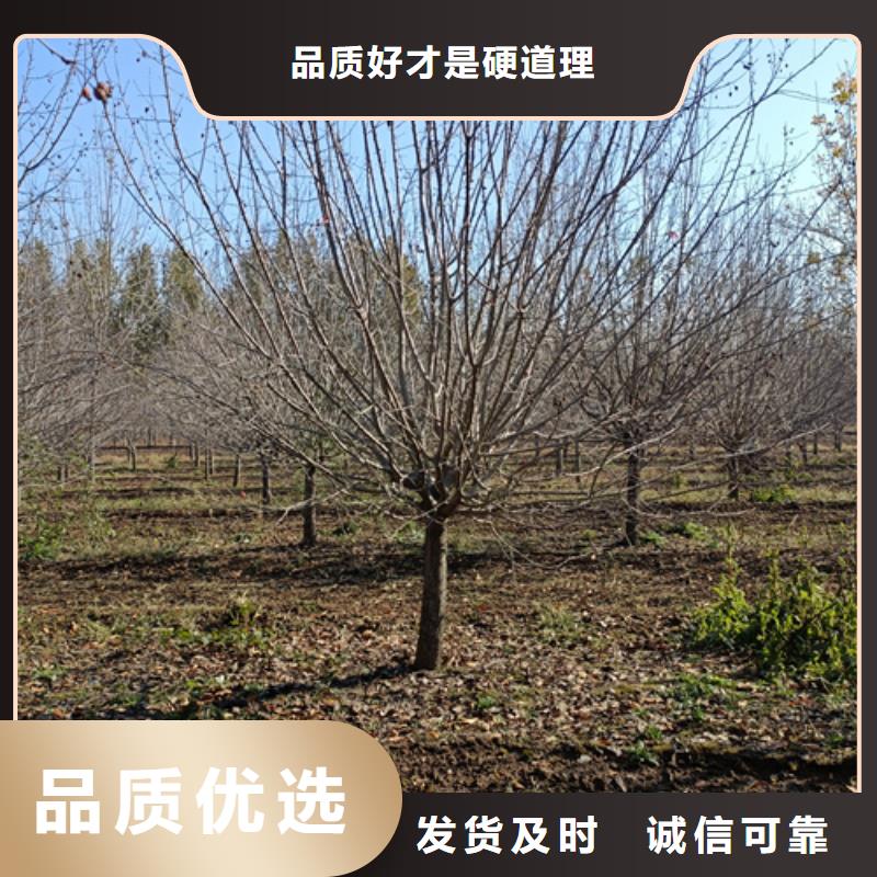 法桐价格种植基地绿化乔木