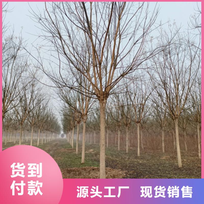 贺州定做造型法桐畅销全国绿化苗木