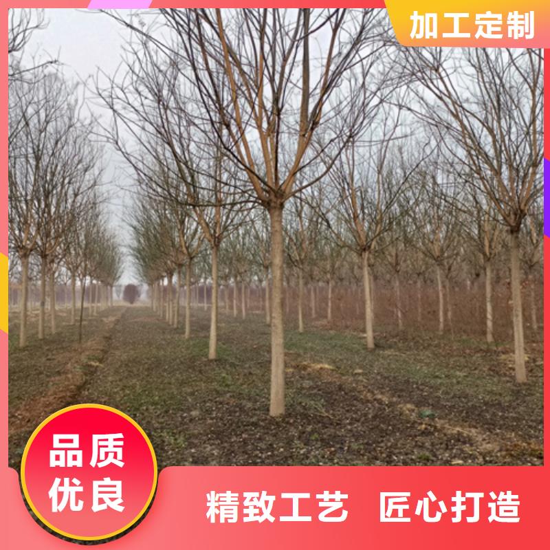 法桐小苗就选翌昊苗木种植基地