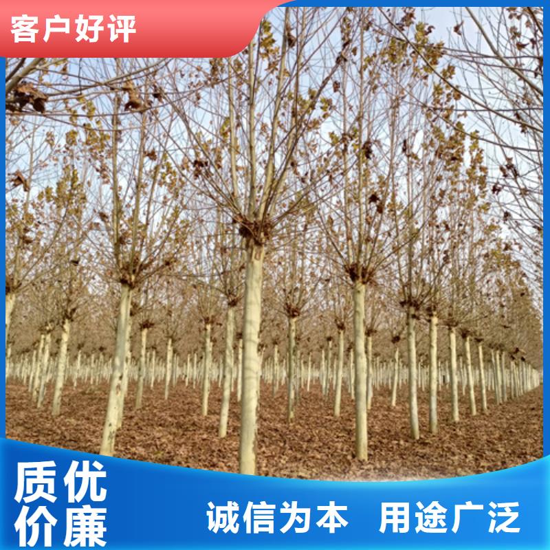 速生法桐质量保证绿化乔木
