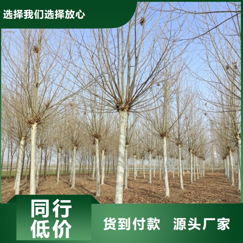 速生法桐质量保证绿化乔木