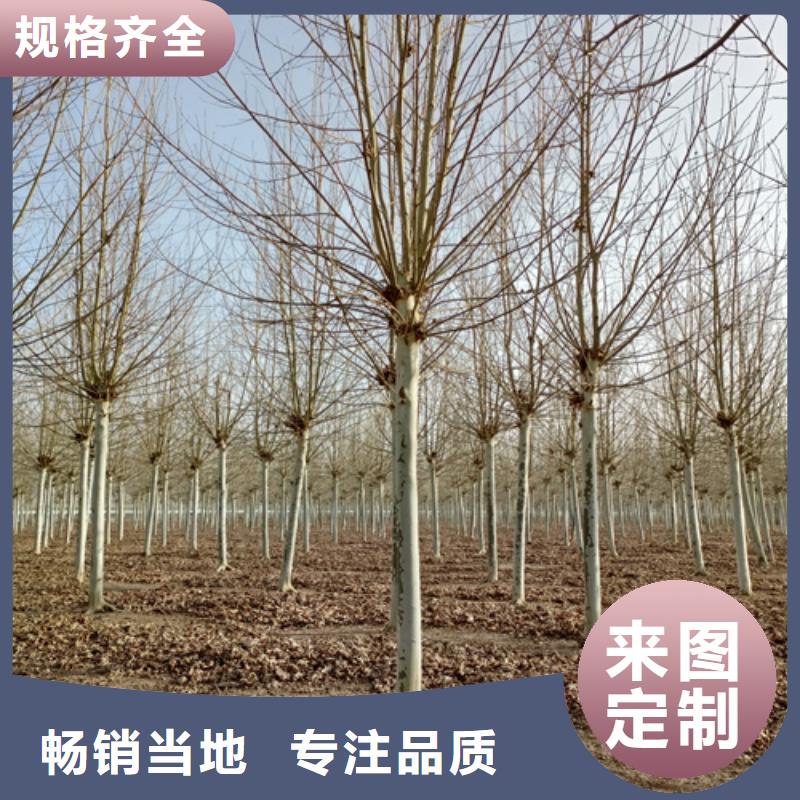 造型法桐规格齐全绿化乔木
