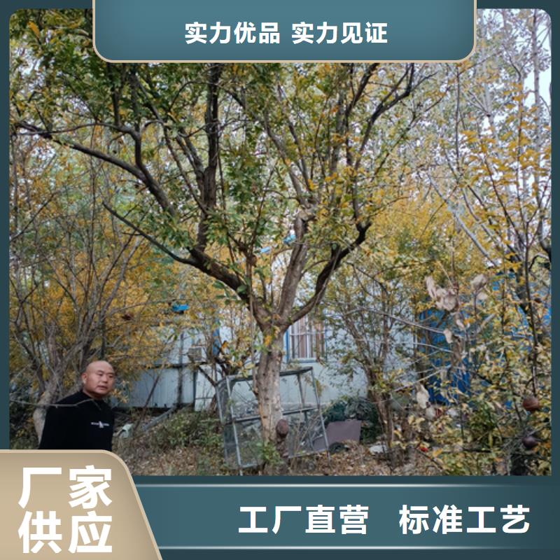 造型法桐放心选择苗木基地